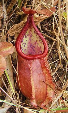 Nepenthes suratensis httpsuploadwikimediaorgwikipediacommonsthu
