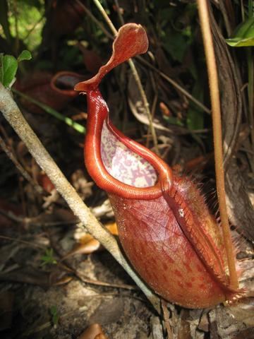 Nepenthes suratensis N suratensis Pitcher Images Nepenthes suratensis
