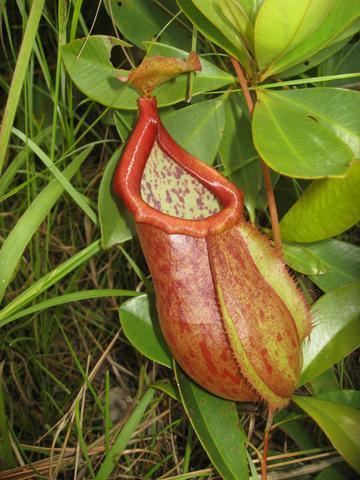 Nepenthes suratensis N suratensis Pitcher Images Nepenthes suratensis