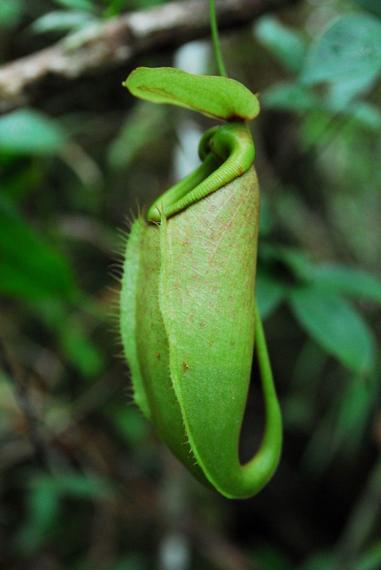 Nepenthes surigaoensis Nepenthes surigaoensis Wikimedia Commons