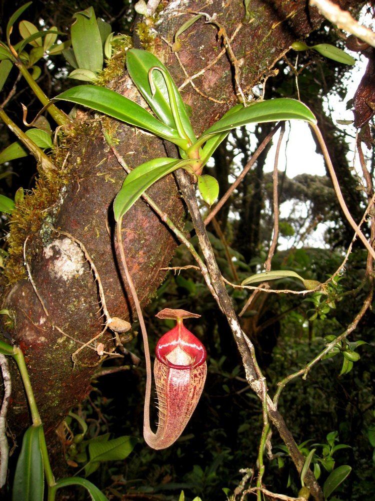 Nepenthes talangensis FileNepenthes talangensis4jpg Wikimedia Commons