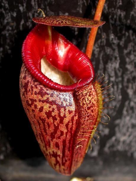 Nepenthes talangensis 1000 images about Pitcher plantsnepenthes on Pinterest The