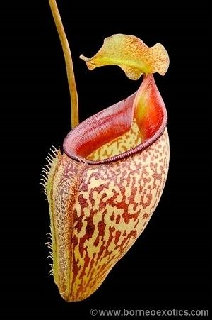 Nepenthes talangensis talangensis