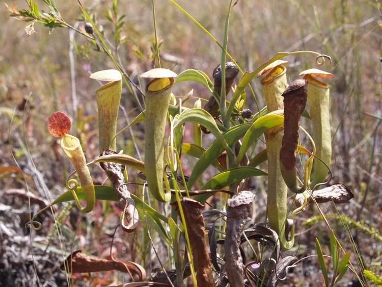 Nepenthes tenax Nepenthes Tenax Extremely RARE Australian Lowland Pitcher Plant