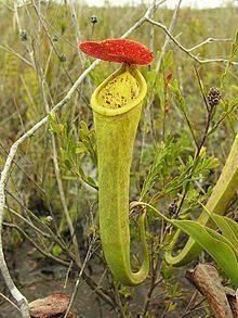 Nepenthes tenax httpsuploadwikimediaorgwikipediacommonsthu