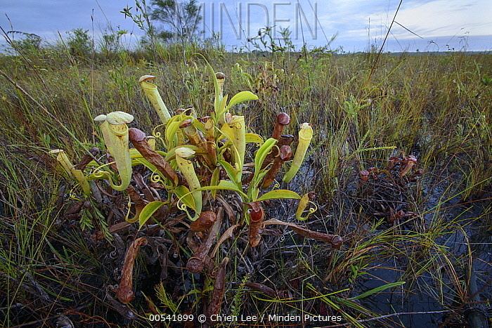 Nepenthes tenax Minden Pictures stock photos Pitcher Plant Nepenthes tenax