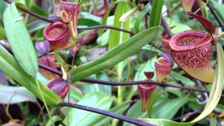 Nepenthes tenuis Nepenthes tenuis YouTube