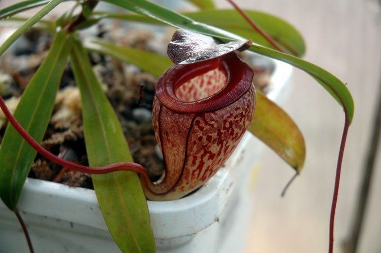 Nepenthes tenuis Nepenthes tenuis photos