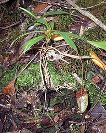 Nepenthes tenuis httpsuploadwikimediaorgwikipediacommonsthu