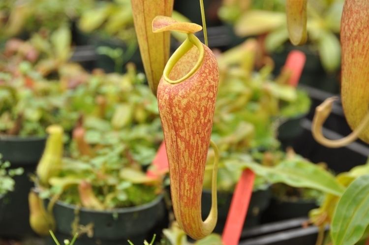 Nepenthes thorelii Nepenthes thorelii x aristolochioides for sale Grow Carnivorous Plants