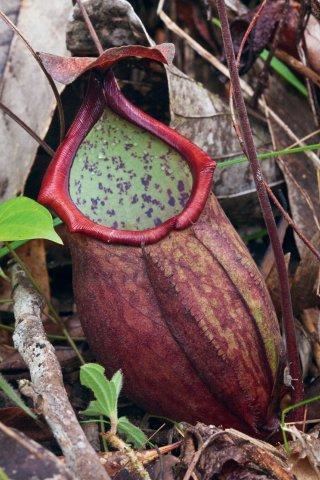 Nepenthes thorelii Nepenthes thorelii photos