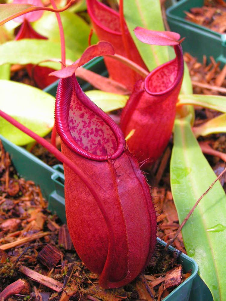 Nepenthes thorelii Sunbelle Exotics