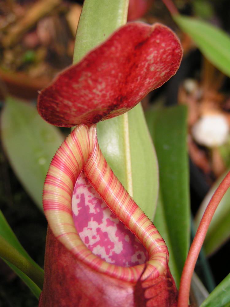 Nepenthes thorelii wwwsunbelleexoticscomN20thorelii20female207