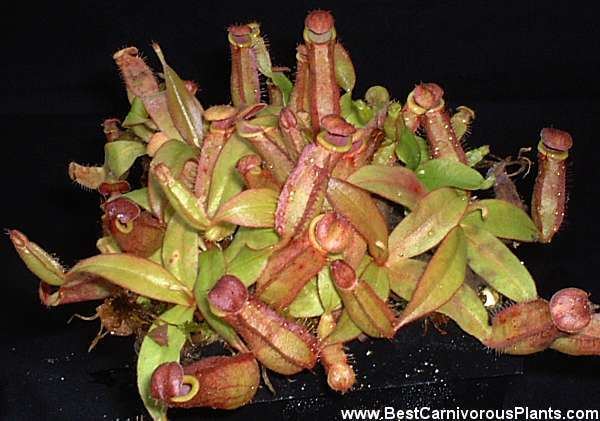 Nepenthes thorelii Nepenthes thorelii photos