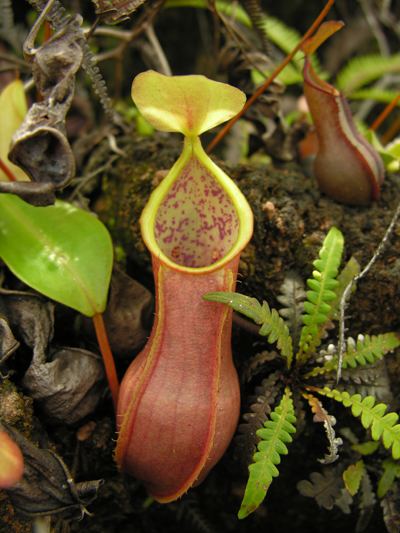 Nepenthes tobaica Nepenthes tobaica