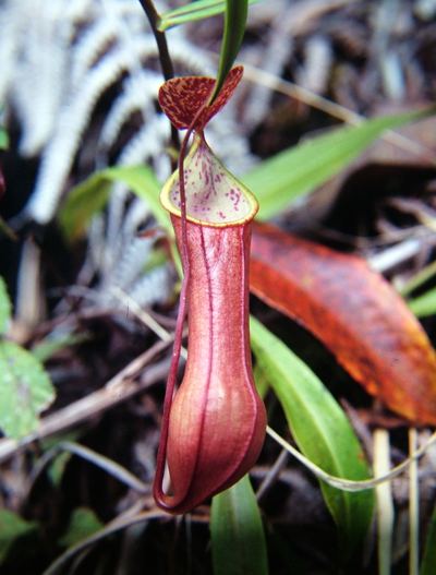 Nepenthes tobaica Nepenthes tobaica