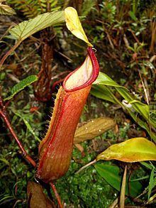 Nepenthes tobaica httpsuploadwikimediaorgwikipediacommonsthu