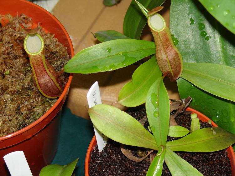 Nepenthes tobaica FileNepenthes tobaicaPNG Wikimedia Commons