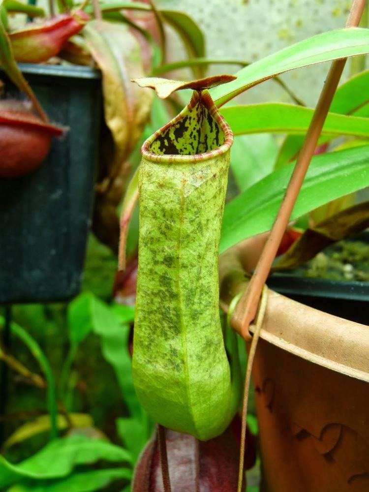 Nepenthes tomoriana Upper pitcher of Nepenthes tomoriana A garden39s chronicle