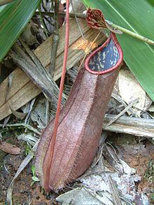 Nepenthes tomoriana httpsuploadwikimediaorgwikipediacommonsthu