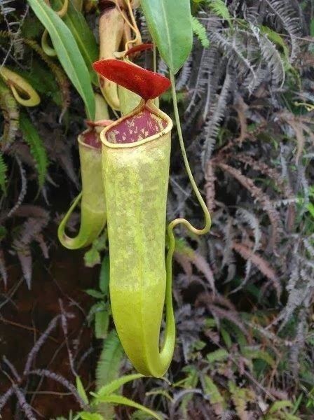 Nepenthes tomoriana Upper pitcher of Nepenthes tomoriana A garden39s chronicle