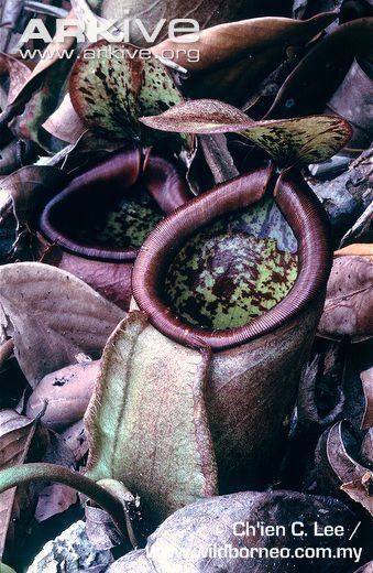 Nepenthes treubiana Pitcher plant videos photos and facts Nepenthes treubiana ARKive