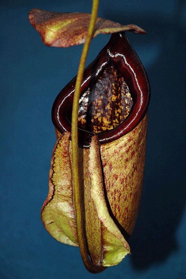 Nepenthes treubiana Sunbelle Exotics