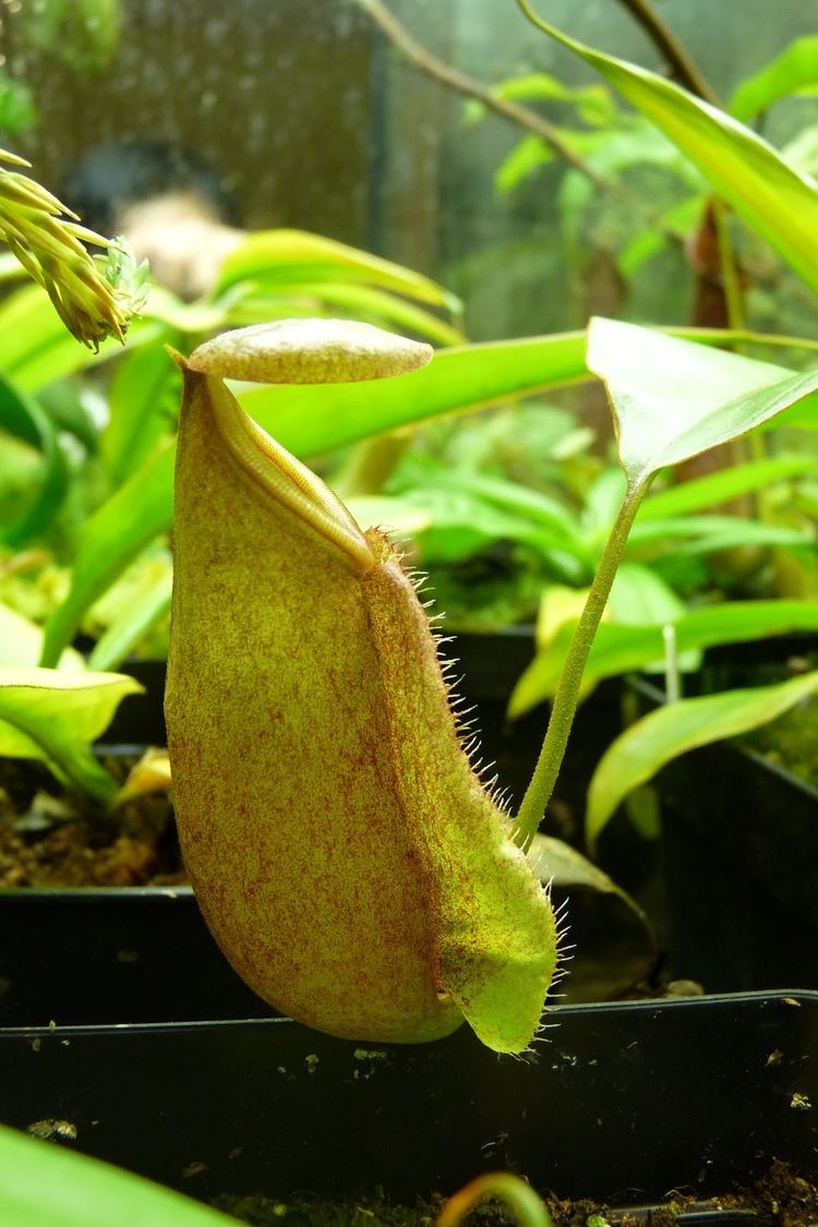 Nepenthes treubiana Nepenthes treubiana A garden39s chronicle