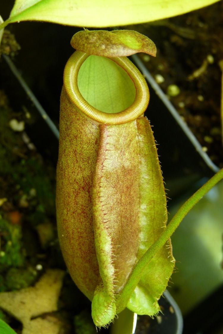 Nepenthes treubiana Nepenthes treubiana A garden39s chronicle