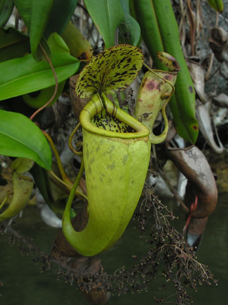 Nepenthes treubiana Nepenthes treubiana one of Indonesia39s most Spectacular Pitcher