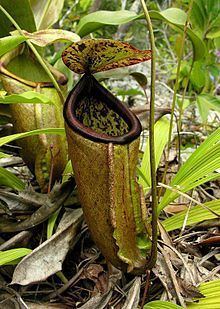 Nepenthes treubiana httpsuploadwikimediaorgwikipediacommonsthu