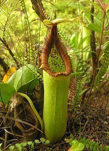 Nepenthes truncata httpsuploadwikimediaorgwikipediacommonsthu