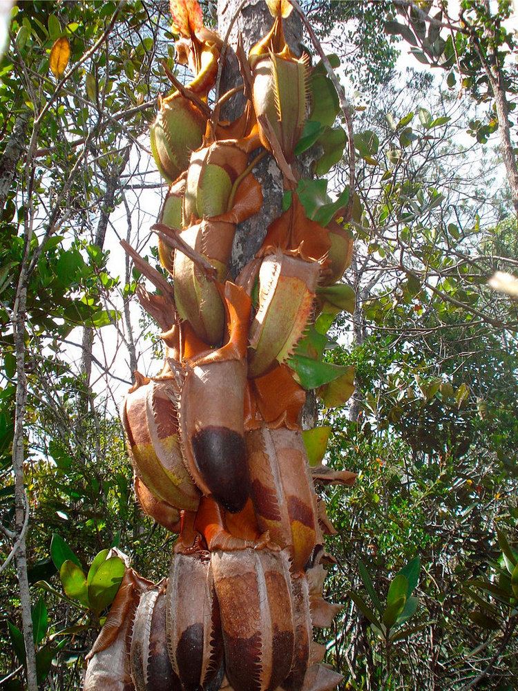 Nepenthes veitchii Nepenthes veitchii Twining up a tree in the heath forest o Flickr