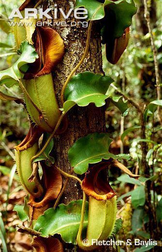 Nepenthes veitchii Pitcher plant photo Nepenthes veitchii G26370 ARKive