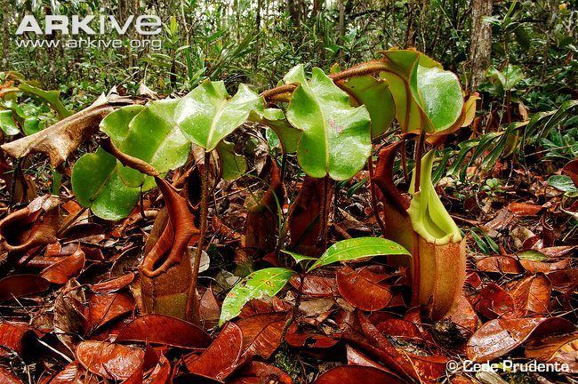 Nepenthes veitchii Pitcher plant videos photos and facts Nepenthes veitchii ARKive