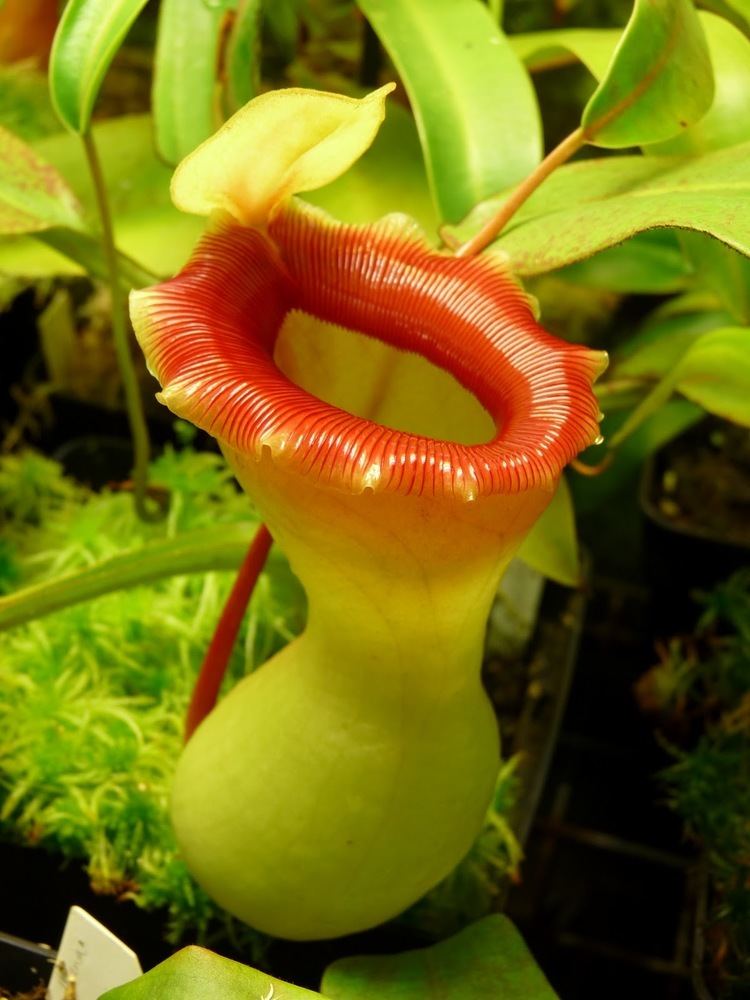 Nepenthes ventricosa Nepenthes ventricosa quotporcelaine formquot A garden39s chronicle