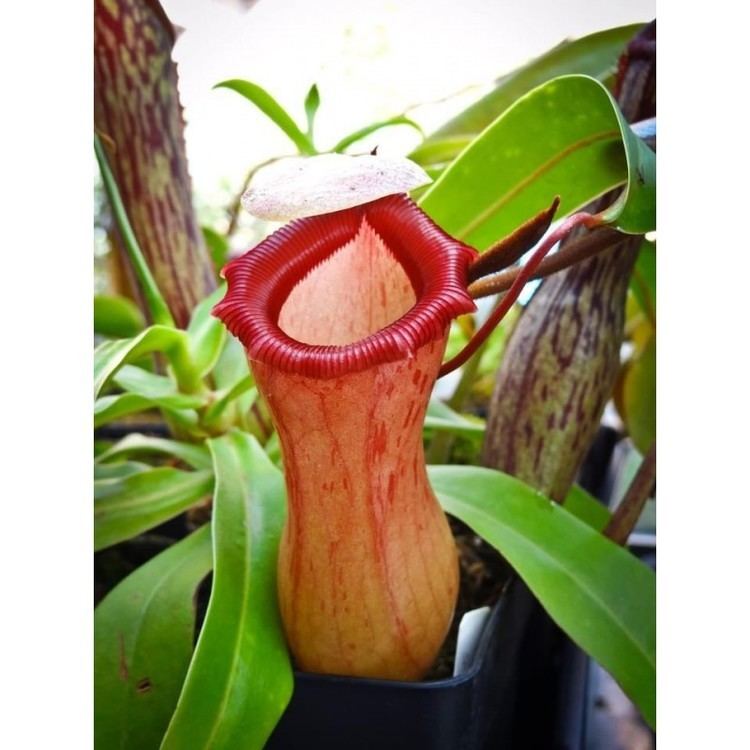 Nepenthes ventricosa Nepenthes Ventricosa Red for Sale