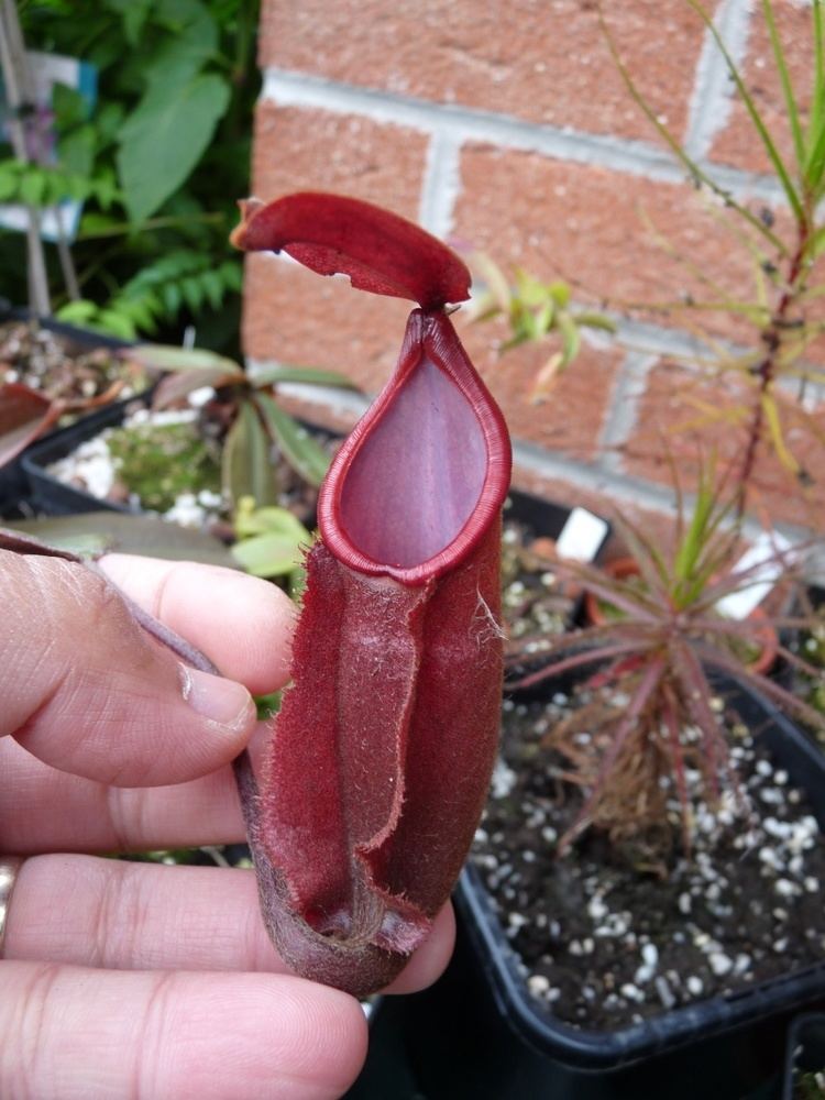 Nepenthes vieillardii Nepenthes vieillardii a tricky species A garden39s chronicle