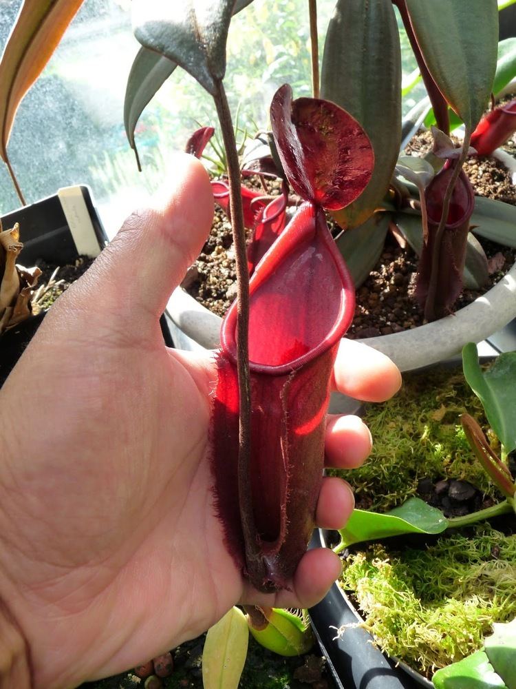 Nepenthes vieillardii Nepenthes vieillardii 5 years of cultivation A garden39s chronicle
