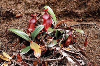 Nepenthes vieillardii Keyword Album carnivorous plants