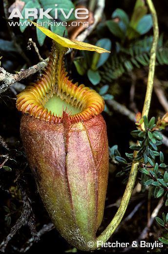 Nepenthes villosa Pitcher plant videos photos and facts Nepenthes villosa ARKive