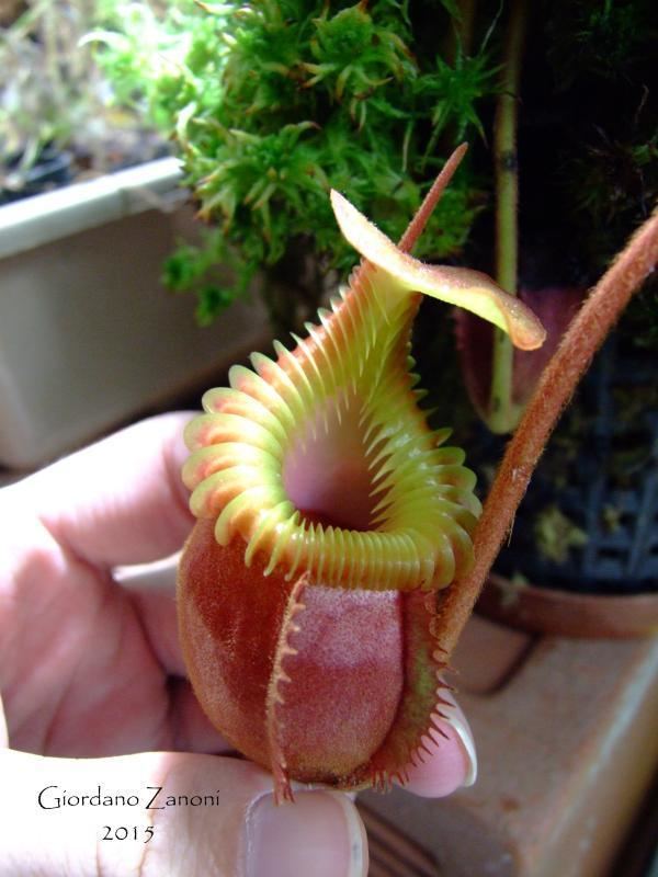 Nepenthes villosa Nepenthes villosa Carnivorous Plants in Cultivation Carnivorous