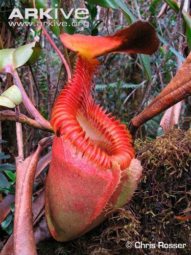 Nepenthes villosa Pitcher plant photo Nepenthes villosa G94504 ARKive