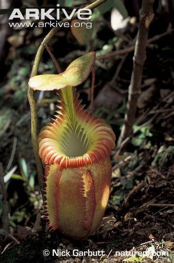 Nepenthes villosa Pitcher plant photo Nepenthes villosa G20909 ARKive