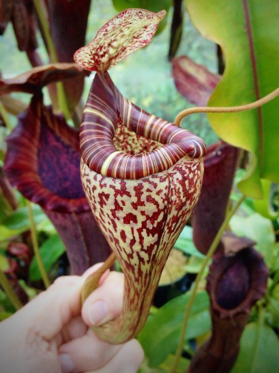 Nepenthes vogelii Nepenthes vogelii upper pitcher Carnivorous plants Pinterest