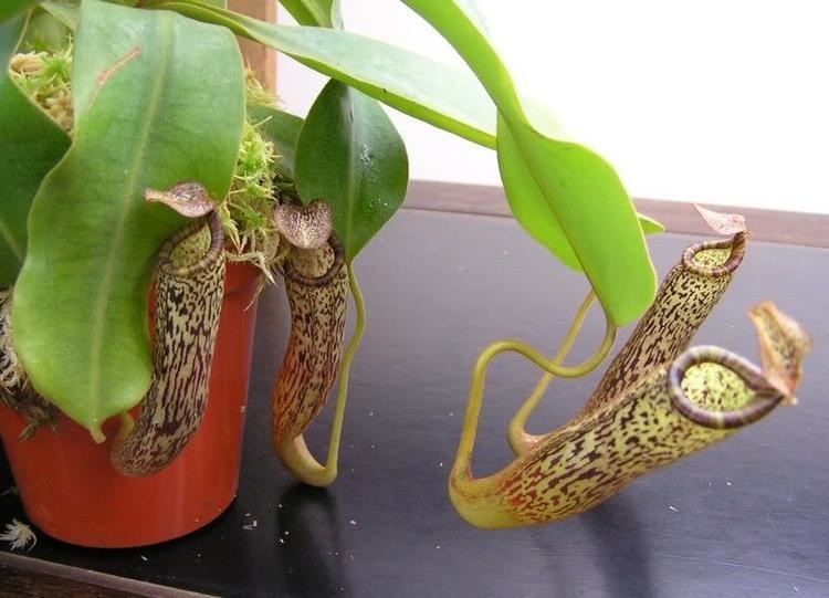 Nepenthes vogelii Nepenthes vogelii photos