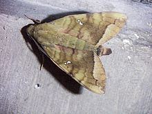 Nephele (moth) httpsuploadwikimediaorgwikipediacommonsthu