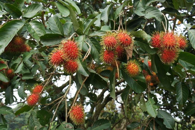 Nephelium FileRambutan fruits Nephelium lappaceum 02JPG Wikimedia Commons