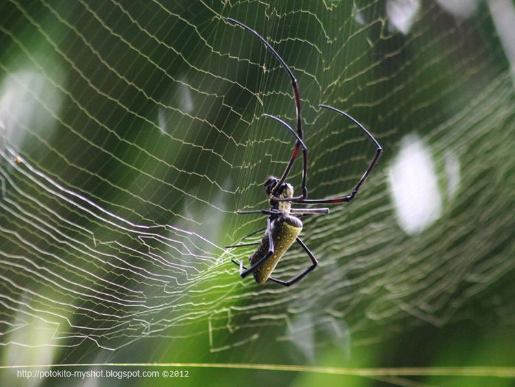 Nephila antipodiana Batik Golden Web Spider Nephila antipodiana