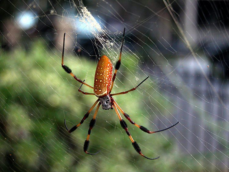 Nephila clavipes A gift from Steve and Susan Nephila Clavipes